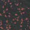 Sport Tile Red