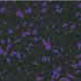 Sport Tile Purple